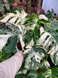 Monstera borsigiana ‘Albo Tiger’ Variegated – Set of 5 Plants