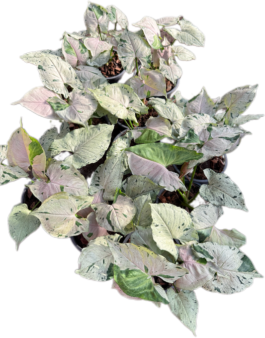 Syngonium green spash- Wholesale Bundle (Set of 10 Plants)