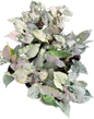 Syngonium green spash- Wholesale Bundle (Set of 10 Plants)