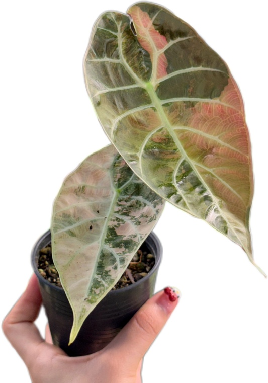 Alocasia Watsoniana pink variegated (1 plant)