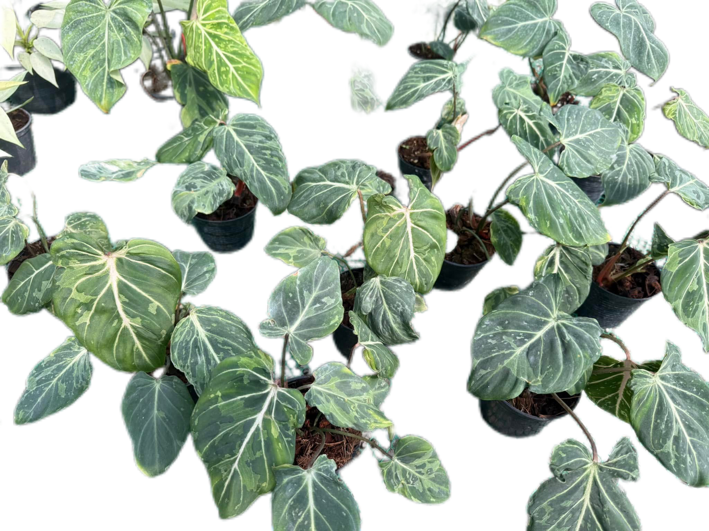 Philodendron gloriosum snow leopard  Variegated - Wholesale Bundle (Set of 10 Plants)