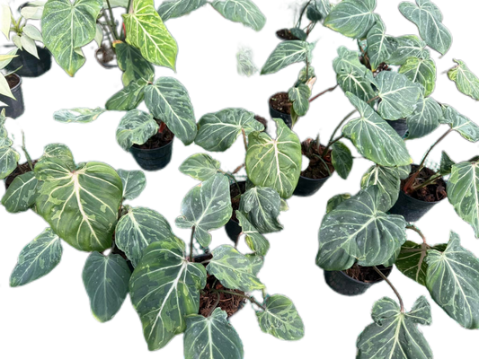Philodendron gloriosum snow leopard  Variegated - Wholesale Bundle (Set of 10 Plants)