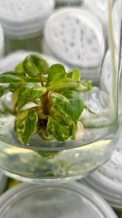 Philodendron Billietae Variegated – Tissue Culture (Wholesale) | Set of 10 Plants