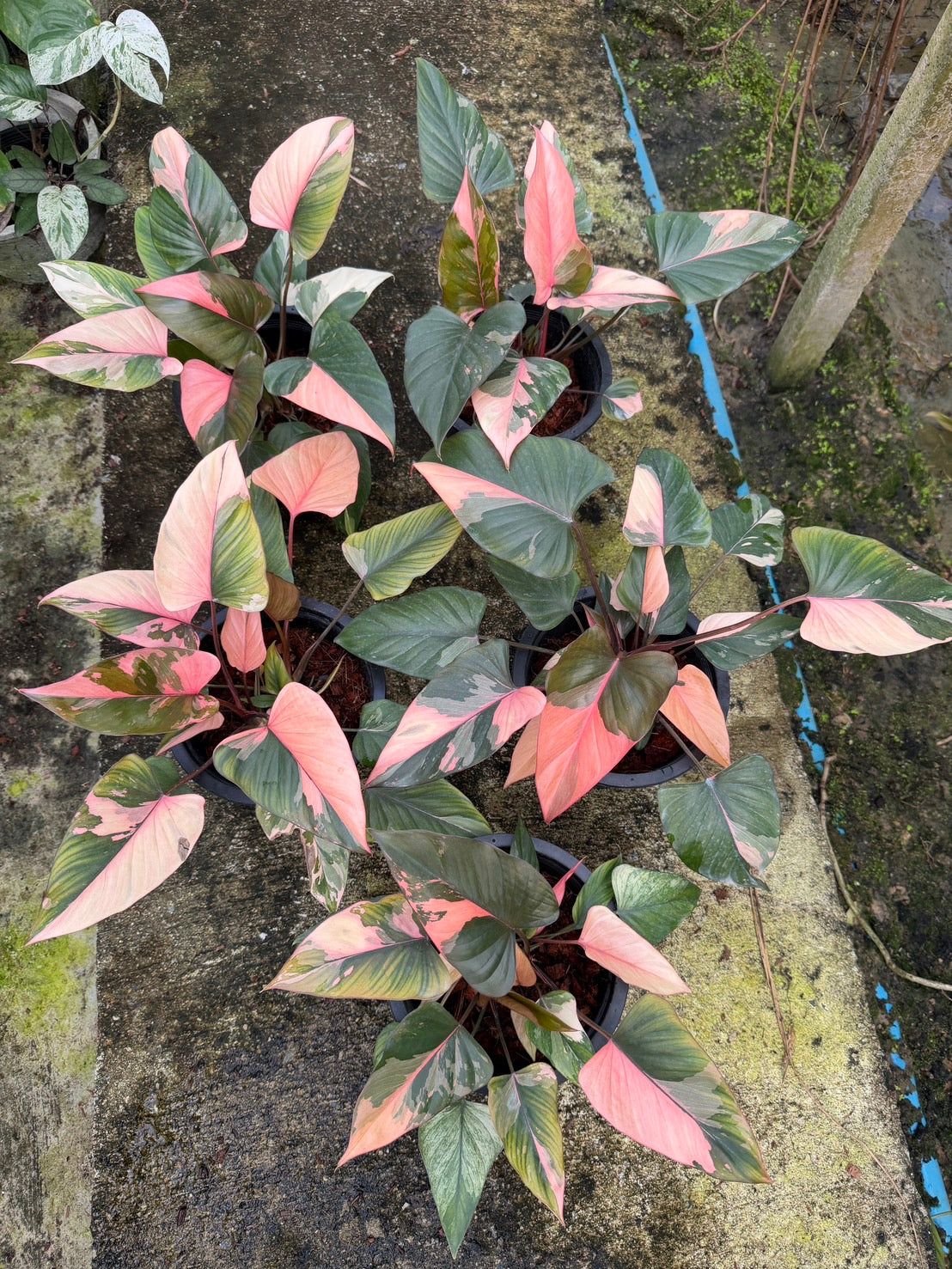 Homalomena Rubescens Pink Diamond (1 pot 2-3 plants )– Set of 10