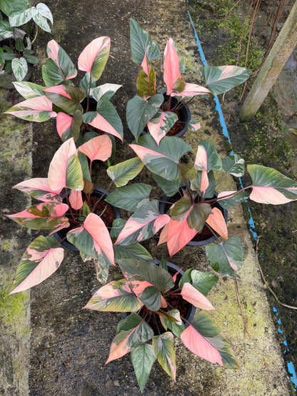 Homalomena Rubescens Pink Diamond – Set of 10 Plants