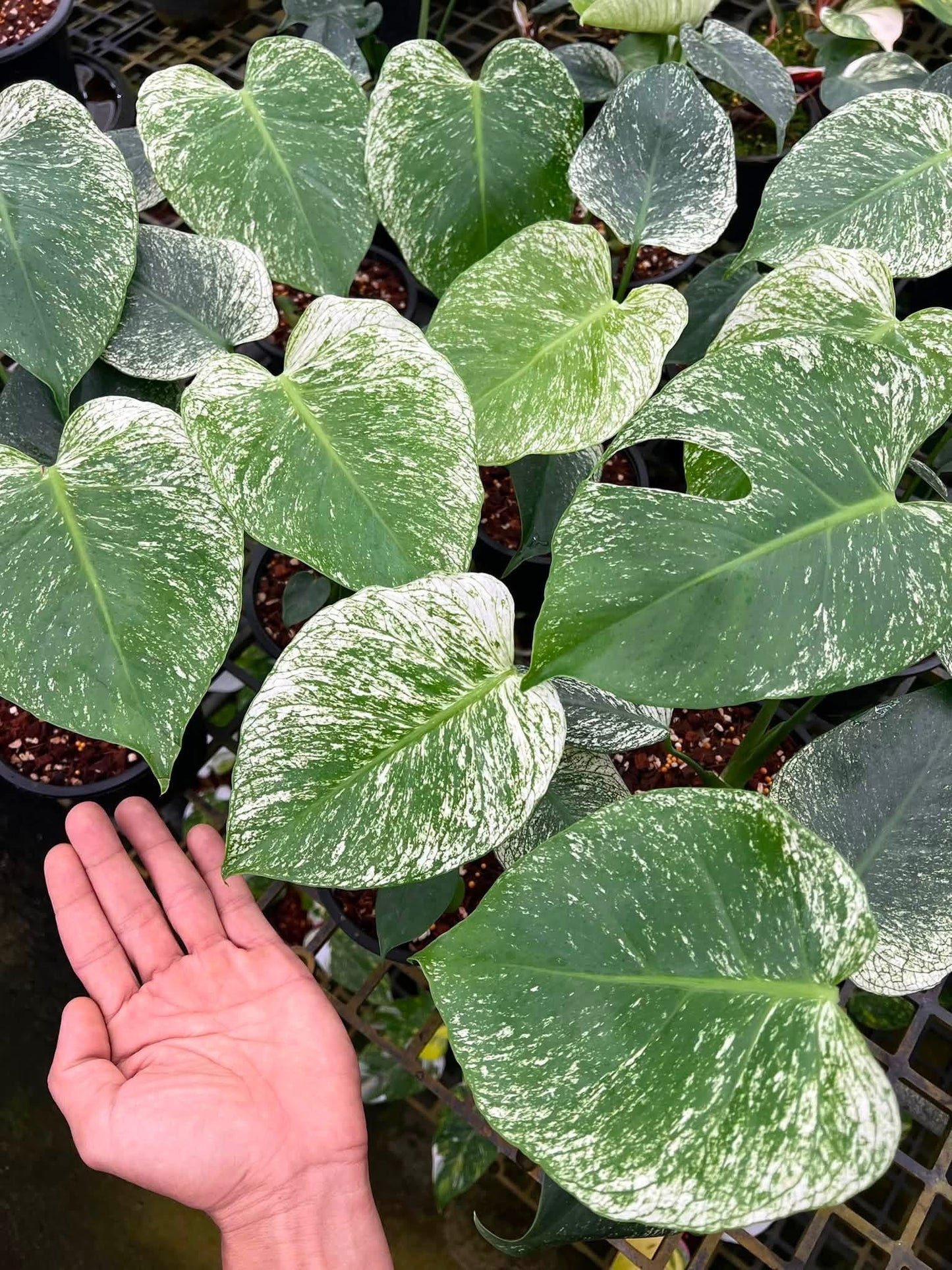 Monstera Deliciosa “Devil Monster” TC Seedlings (6-Inch Pot)