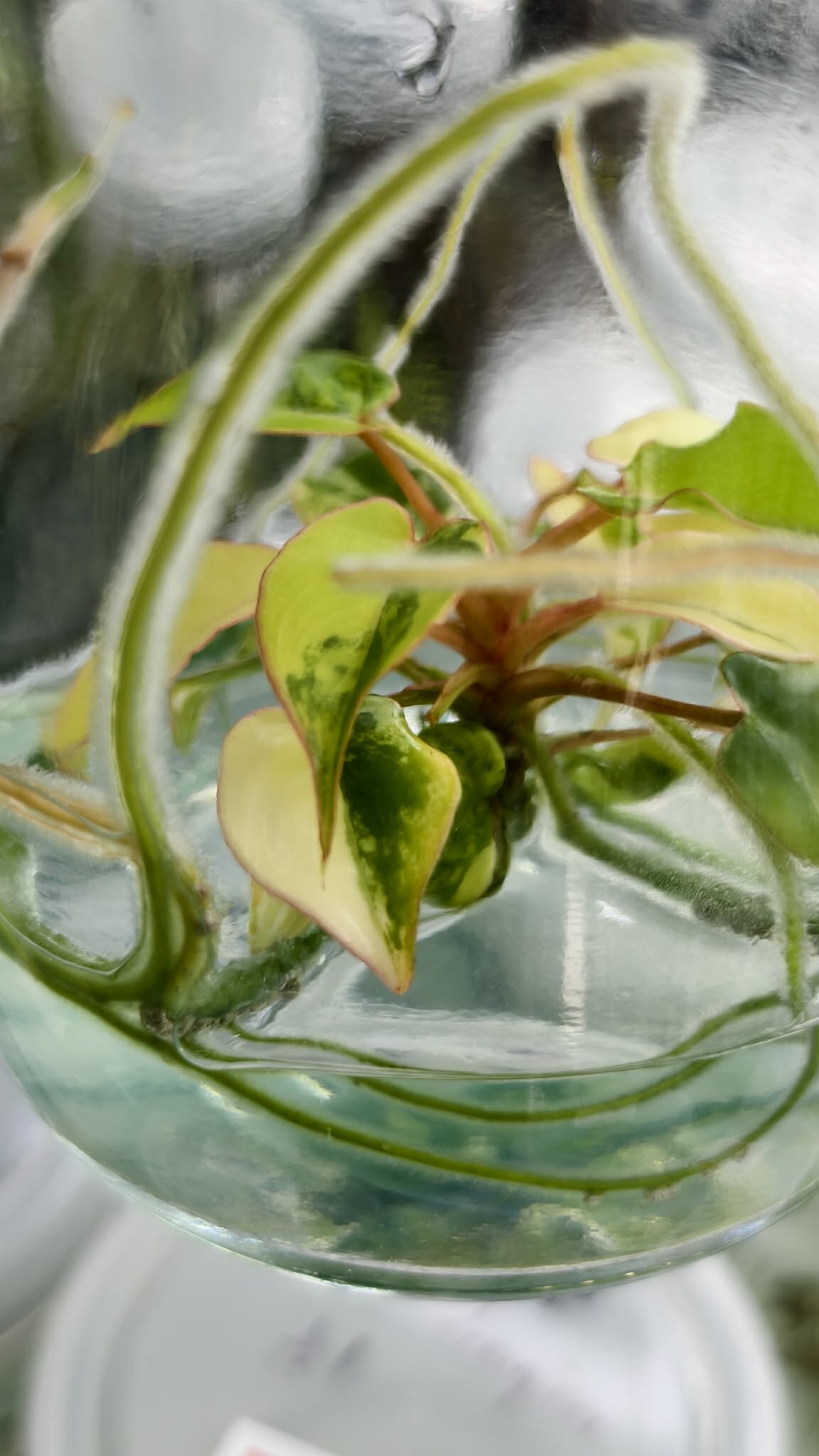 Philodendron Billietae Variegated – Tissue Culture (Wholesale) | Set of 10 Plants