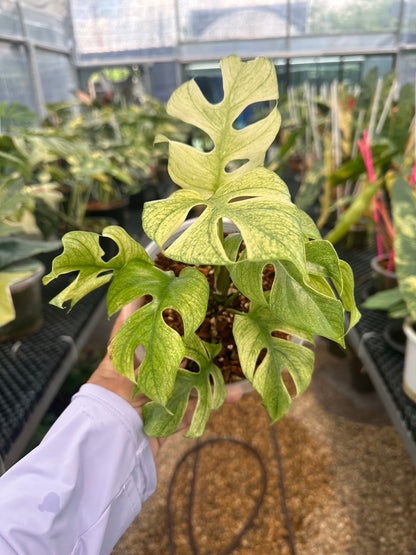 Rhaphidophora Ginny white mon variegated– Set of 5 Plants