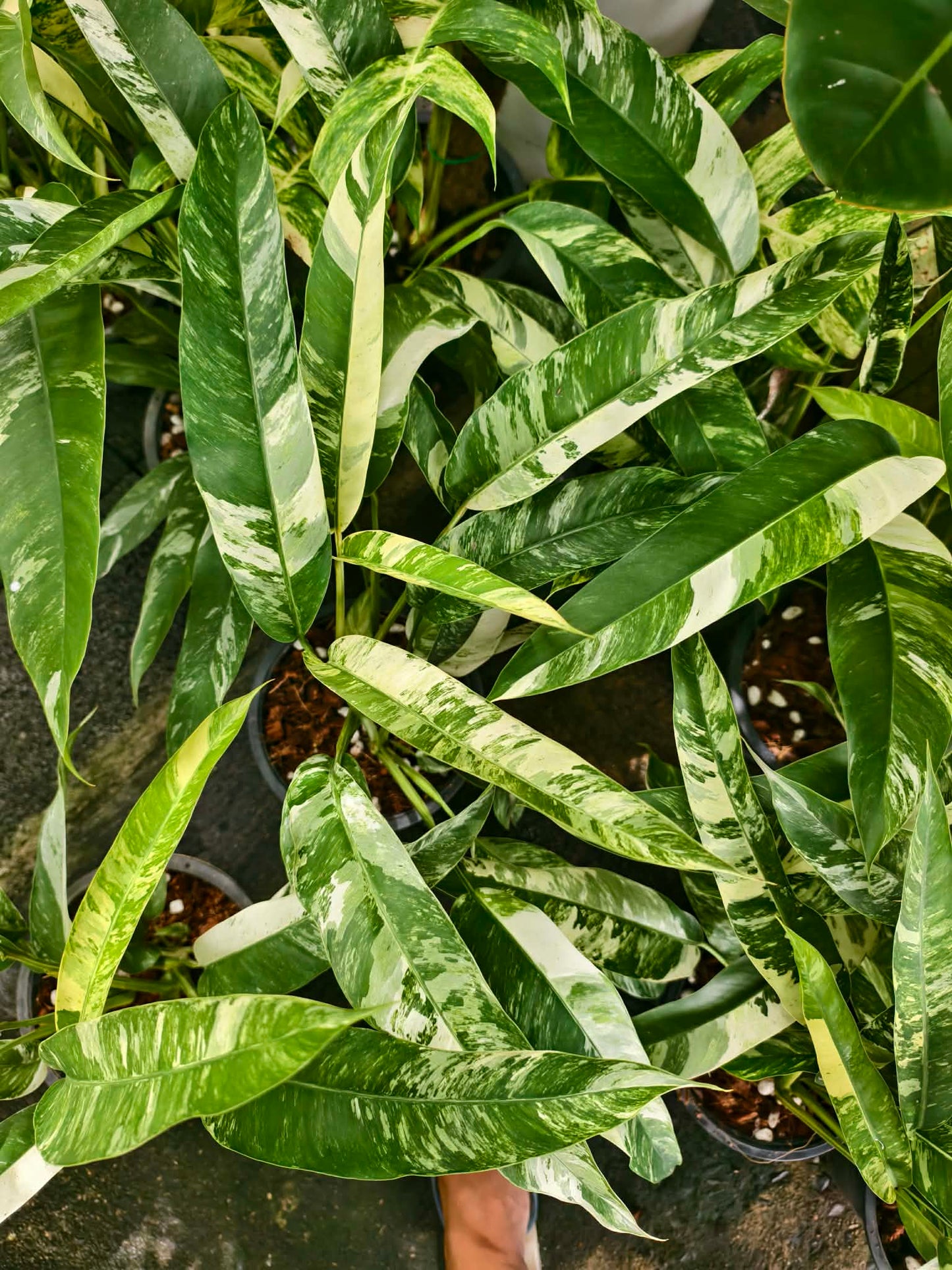 Epipremnum Giganteum Albo marble Variegated set 5 pcs