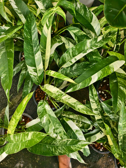 Epipremnum Giganteum Albo marble Variegated set 5 pcs