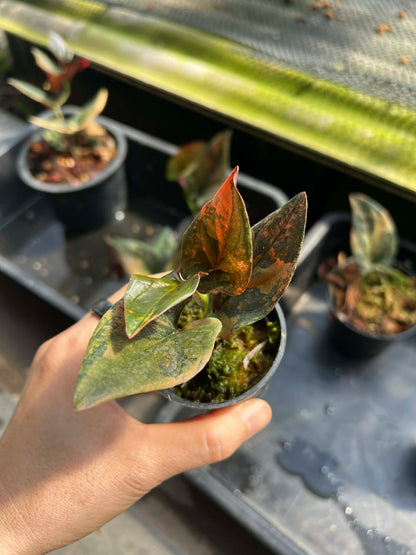 syngonium red arrow variegated( 1 plant) top cut 3-5 leaves