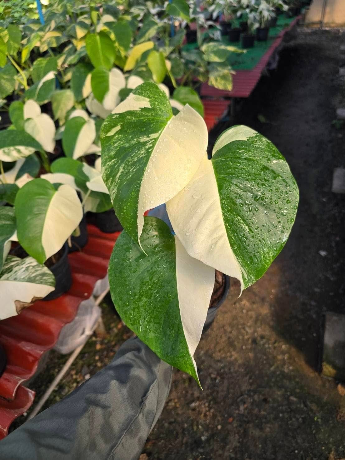 Monstera Borsigiana Albo half moon Variegated(small) - Set of 10