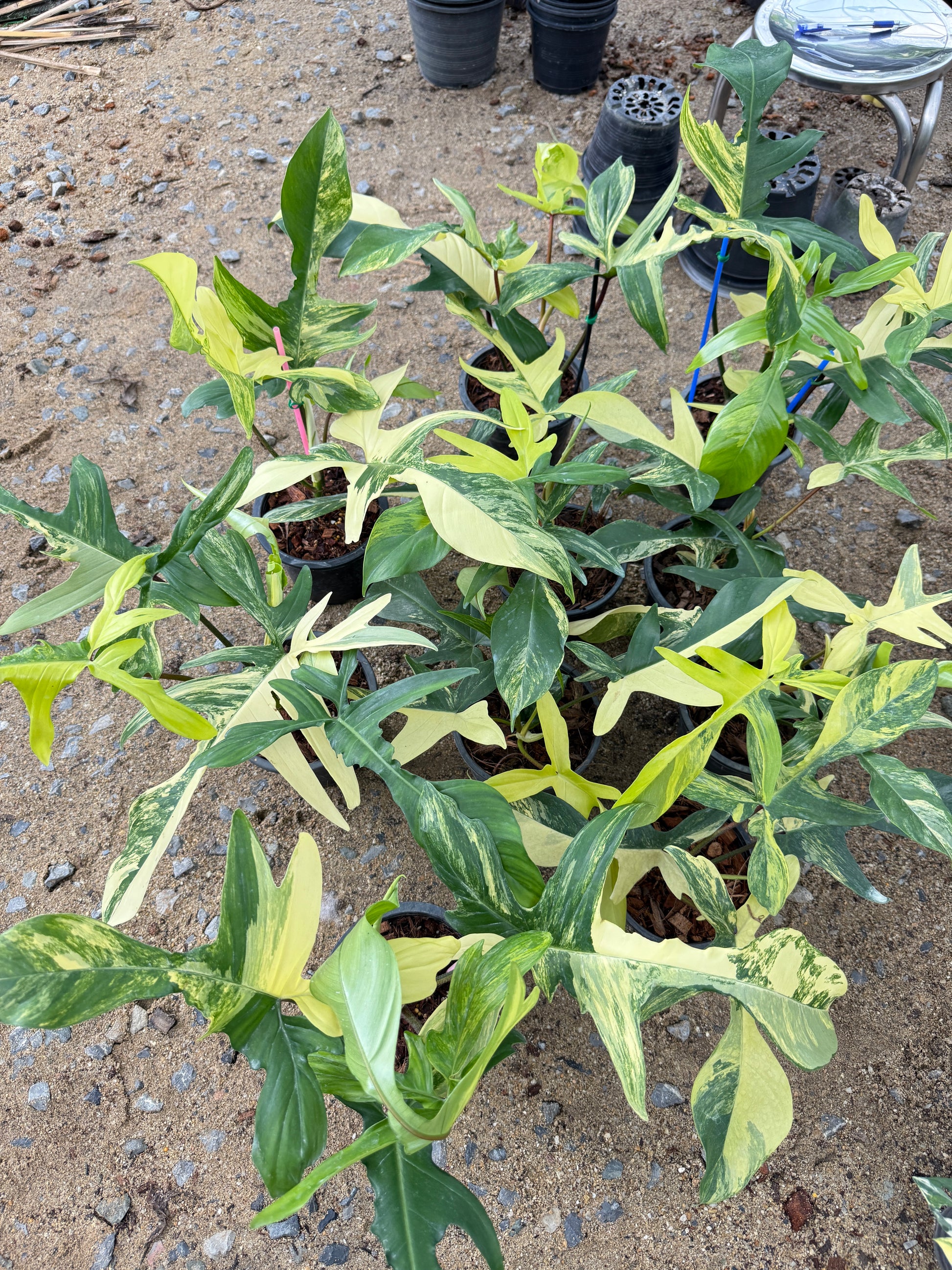 philodendron bulk Philodendron Florida Beauty Variegated