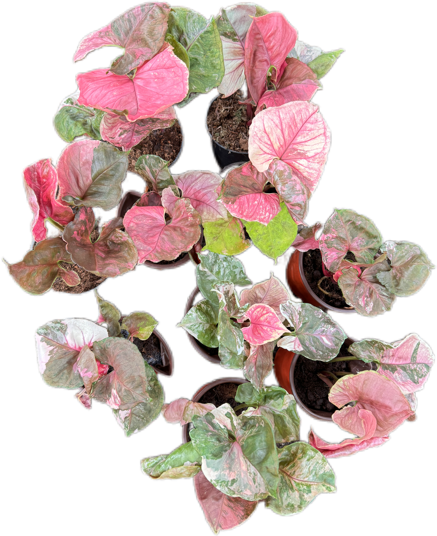 Syngonium Strawberry Ice galaxy Variegated
 - Wholesale Bundle (Set of 10 Plants)