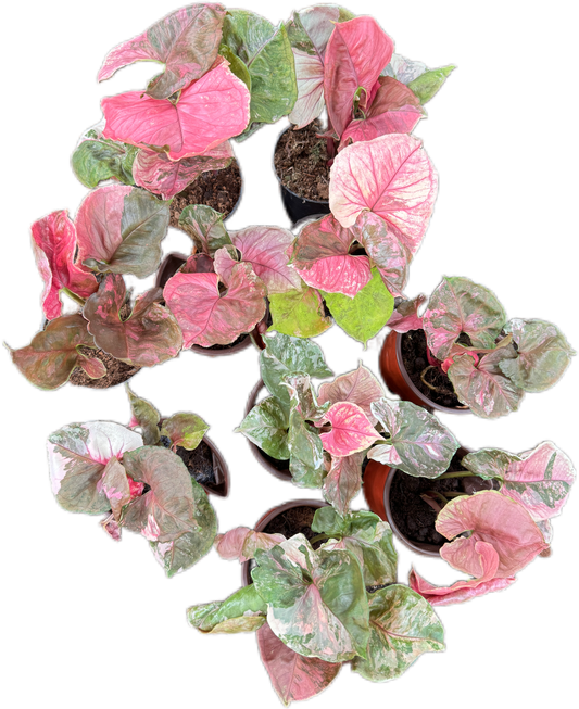 Syngonium Strawberry Ice galaxy Variegated
 - Wholesale Bundle (Set of 10 Plants)