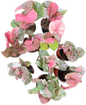 Syngonium Strawberry Ice galaxy Variegated
 - Wholesale Bundle (Set of 10 Plants)