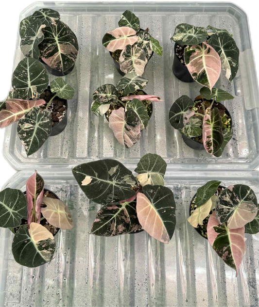 Alocasia black velvet pink Variegated - Set of 5 Plants