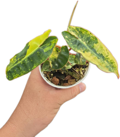 philodendron billietae Philodendron billietae variegated small set of 5 plants