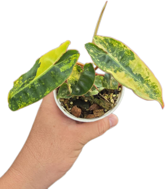 Philodendron billietae variegated small set of 5 plants