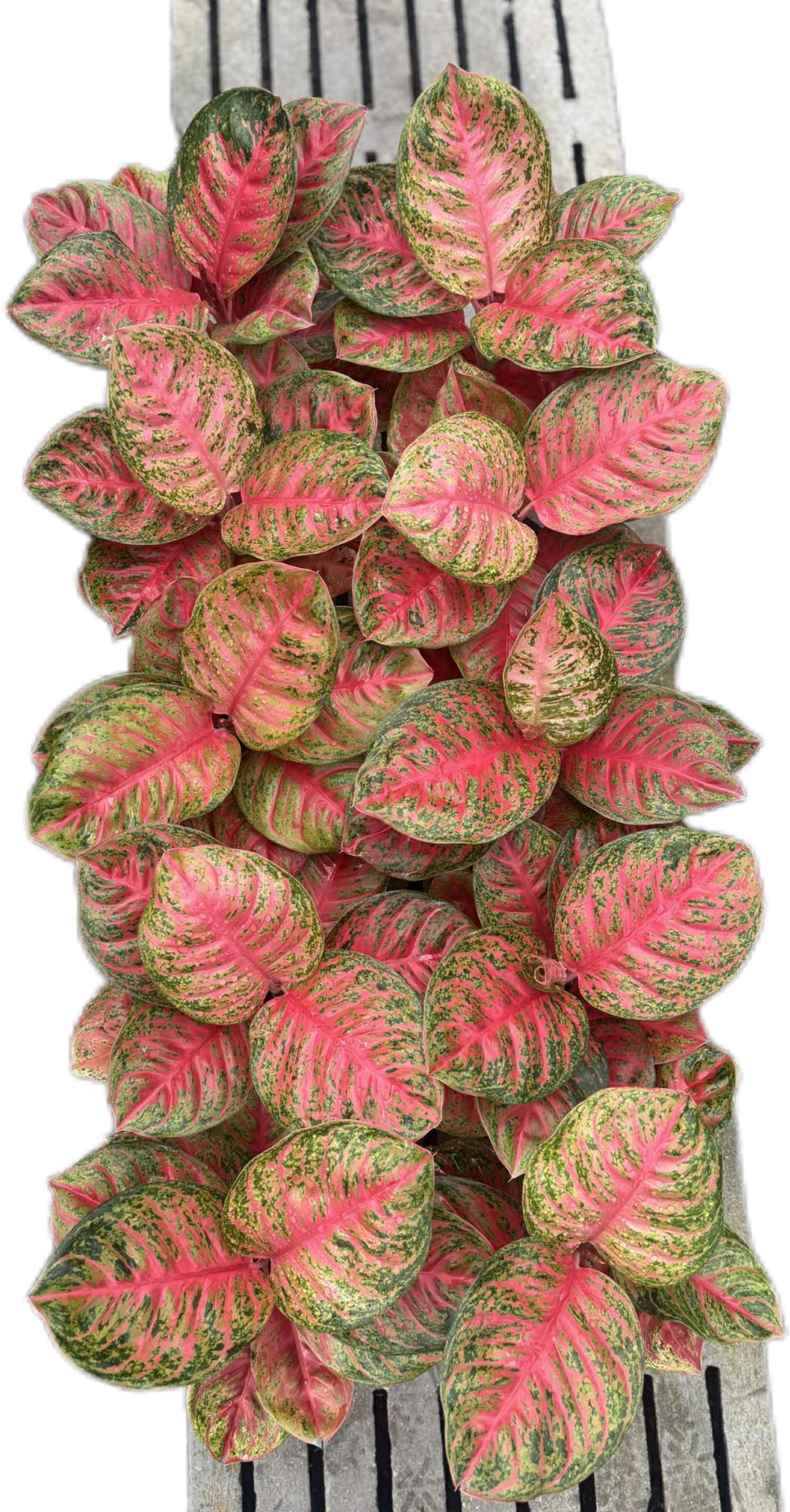 aglaonema thai siam Aglaonema sombat Siam – Set of 5 Plants