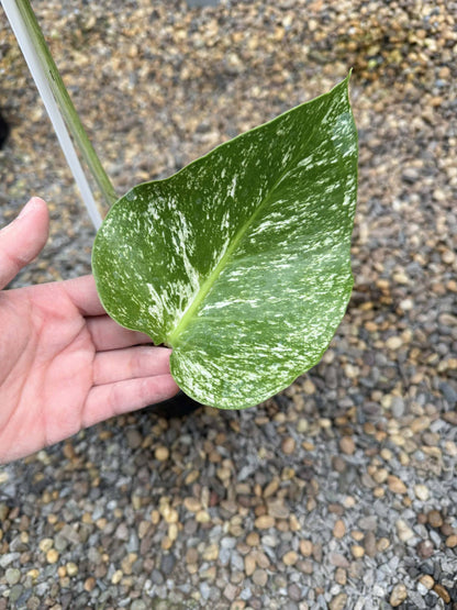 Monstera deliciosa “Devil Monstera” Variegated – Rare cutting 1 leaf +1 new leaf rooted (Exact Plant Shown)