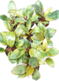 Philodendron Black Cardinal Variegated small size - Set of 10 Plants