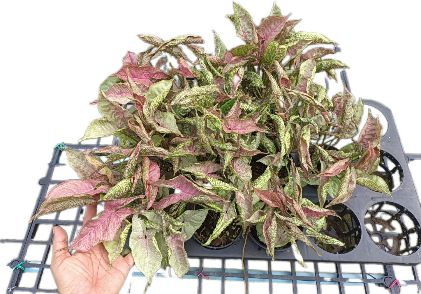 Syngonium Pink Rolli - Set of 10 Plants