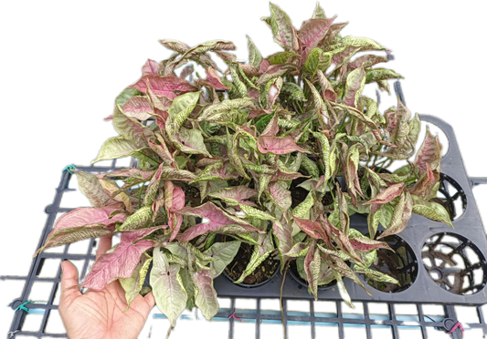 Syngonium Pink Rolli - Set of 10 Plants