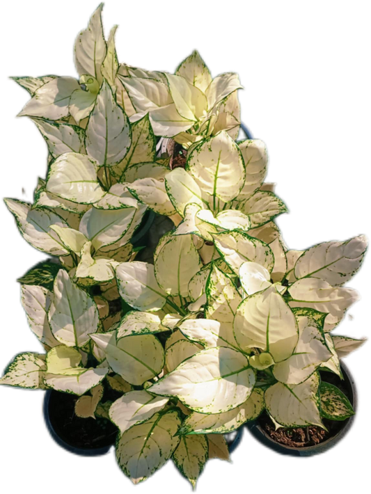 Aglaonema Super white– Set of 10 Plants