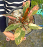 Philodendron caramel marble fire tiger Variegated (1 plant)