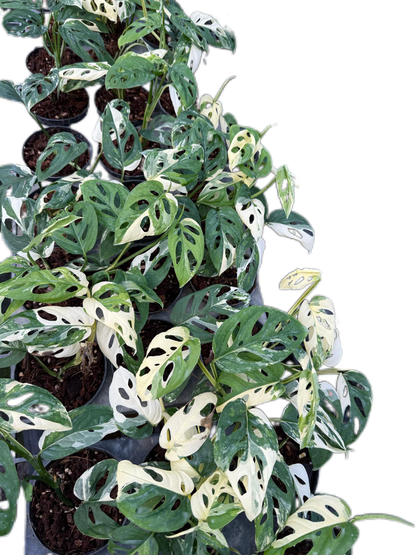 Monstera acuminata Albo Variegated - Set of 10 Plants