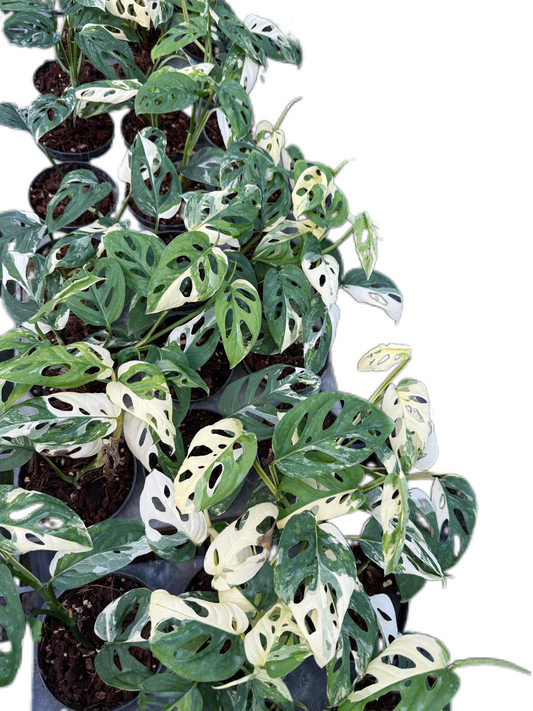 Monstera acuminata Albo Variegated - Set of 10 Plants