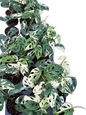 Monstera acuminata Albo Variegated - Set of 10 Plants