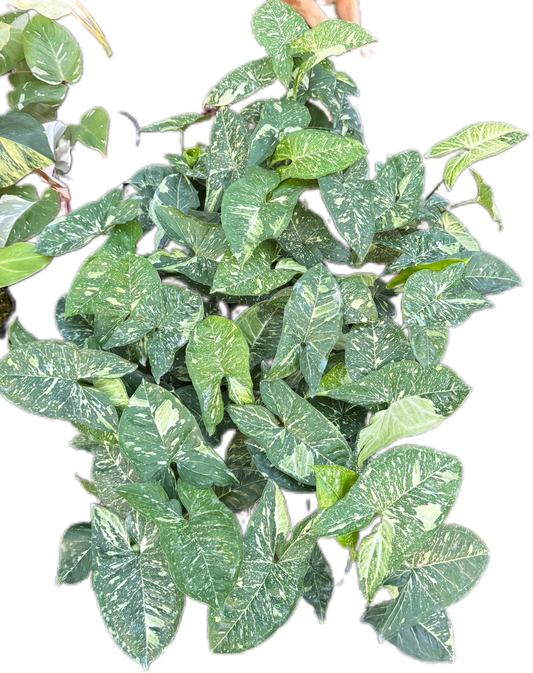 Syngonium Panda Galaxy - Wholesale Bundle (Set of 10 Plants)