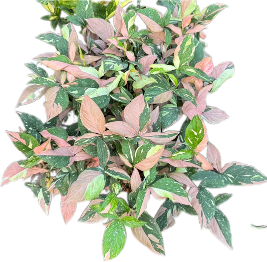 Syngonium Red Spot Tricolor - Wholesale Bundle (Set of 10 Plants)