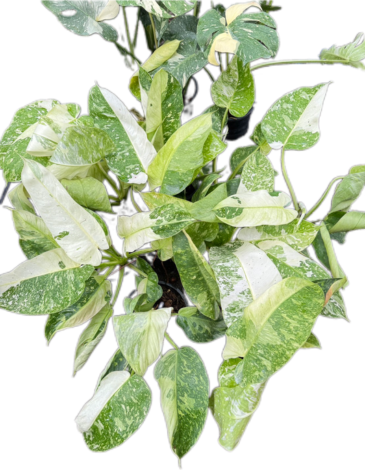 Philodendron Jose Buono Variegated - Wholesale Set of 10 Plants
