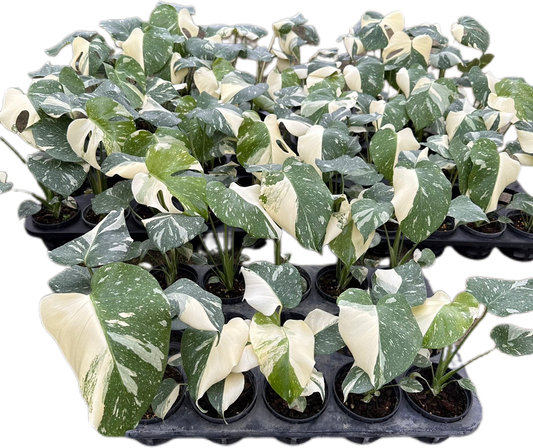 Monstera Thai Constellation High Variegated - Wholesale Set of 10 Plants