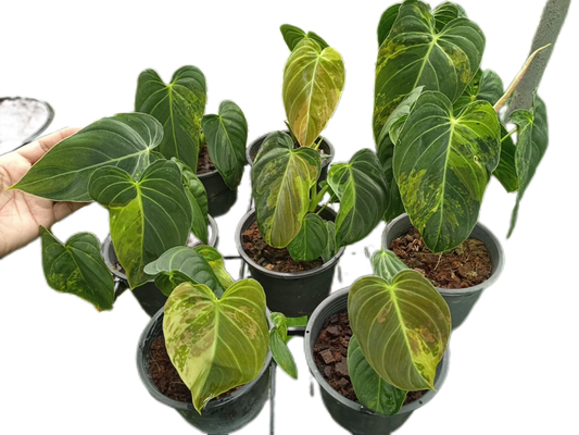 Philodendron Melanochrysum Variegated - Wholesale Set of 10 Plants