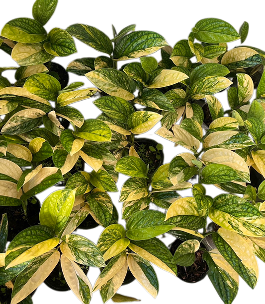 Monstera Karstenianum Variegated - Wholesale Set of 10 Plants