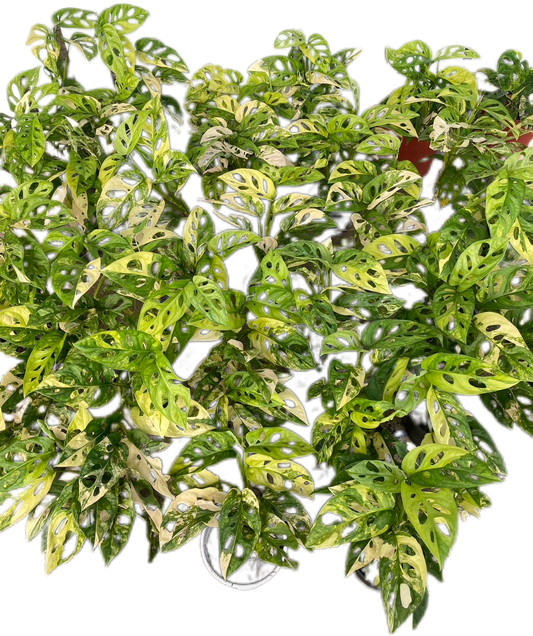 Monstera Adansonii Aurea Variegated - Wholesale Set of 10 Plants