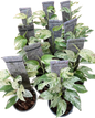 Epipremnum Pinnatum Marble Variegated - Wholesale Set of 10 Plants
