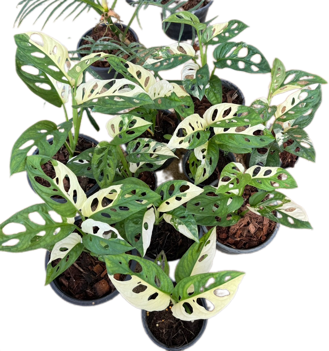 monstera adansonii wholesale Monstera Adansonii Albo Variegated