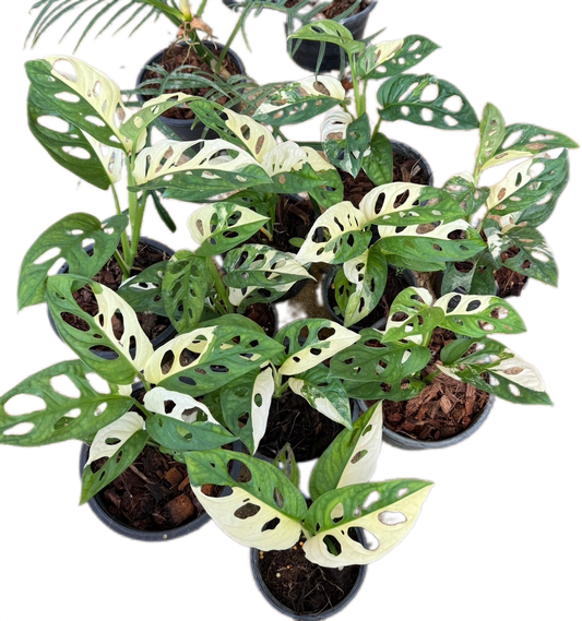 Monstera Adansonii Albo Variegated - Wholesale Set of 10 Plants