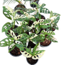 Monstera Adansonii Albo Variegated - Wholesale Set of 10 Plants