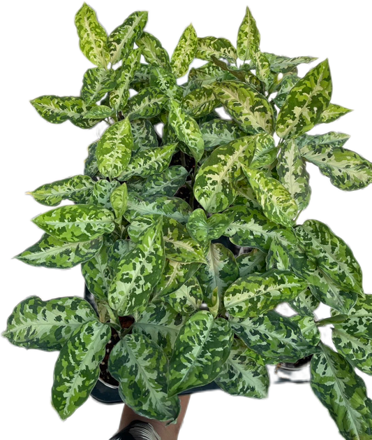Aglaonema Pictum Tricolor - Wholesale Set of 10 Plants
