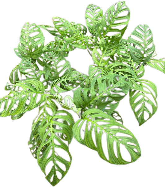 Monstera Esqueleto - Wholesale Set of 10 Plants