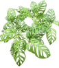 Monstera Esqueleto - Wholesale Set of 10 Plants