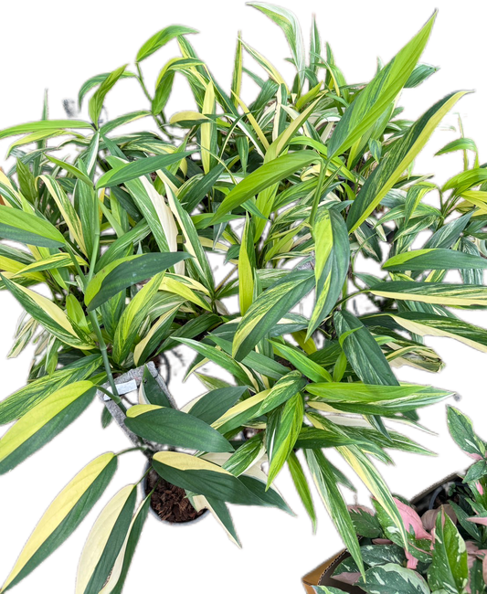 Epipremnum Amplissimum Variegated - Wholesale Set of 10 Plants