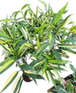 Epipremnum Amplissimum Variegated - Wholesale Set of 10 Plants