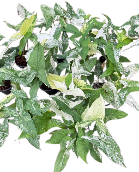 Syngonium Albo Variegated - Wholesale Set of 10 Plants